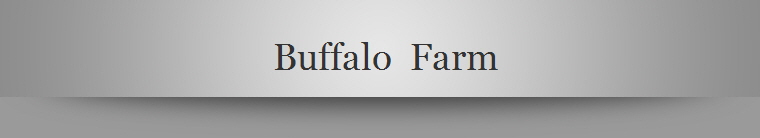 Buffalo  Farm