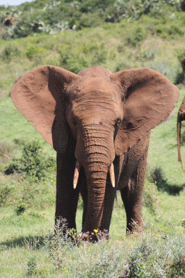 Elefant Addo  
