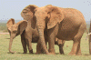 Elefanten Addo 