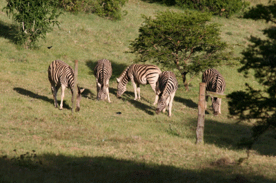 Zebras   Farm