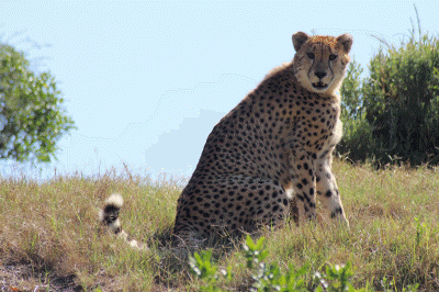 Cheetah  Kragga Kama